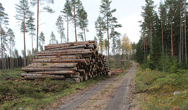 skog